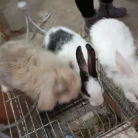 ۳ تا خرگوش (لوپ)|موش و خرگوش|نظرآباد, رسالت|دیوار