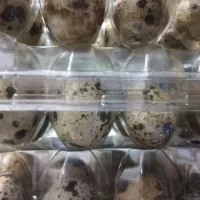 تخم بلدرچین نطفه دار