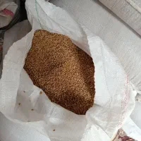 گندم سارنگ بوجاری شده