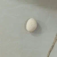 سیم کارت رند