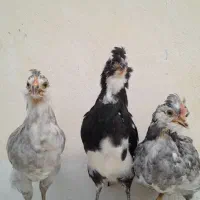 نیمچه و جوجه های گلین|حیوانات مزرعه|رامهرمز, |دیوار