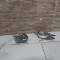 جوجه عروس هلندی|پرنده|میناب, |دیوار