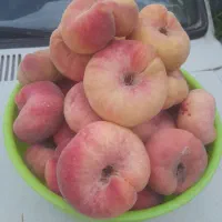 فروش باغچه‌روستایی دنج و باصفا