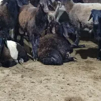 بره افشار|حیوانات مزرعه|ریگ, |دیوار