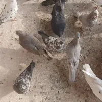 کبوتران غریب|پرنده|ابهر, |دیوار