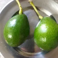 آواکادو
