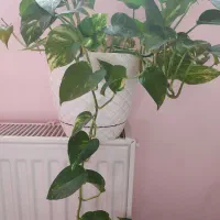 تعدادی گل پتوس|گل و گیاه طبیعی|صدرا-فارس, فاز ۲|دیوار