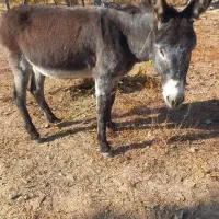 الاغ جوان نر