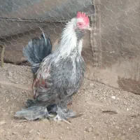 سه عدد خروس مینیاتوری|حیوانات مزرعه|خسروشاه, |دیوار