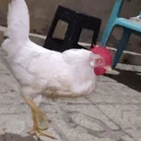 خروس سرحال