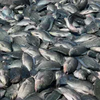 ماهی تازه و زنده تیلاپیا خوشمزهترین ماهی موجود|ماهی|شاهرود, |دیوار
