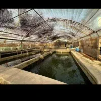 انواع (ماهی) کپورقزل الا،تیلاپیا،قرمز