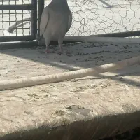 کبوتر|پرنده|کوه چنار, |دیوار