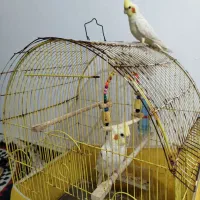 عروس هلندی