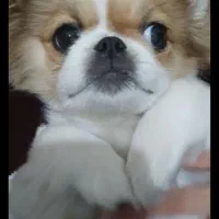 سگ پکنیز زیر ۳ کیلو