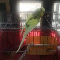 مرغ عشق|پرنده|ایلام, |دیوار