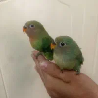 جفت برزیلی مولد با جوجش