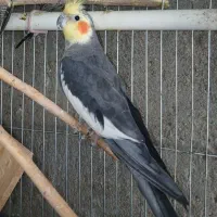 عروس هلندی نر نیمه رام معاوضه