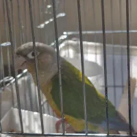 طوطی گرینیچ|پرنده|شیراز, شریف‌آباد|دیوار