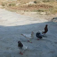 سگ سرابی