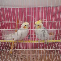 عروس هلندی|پرنده|اسفرورین, |دیوار