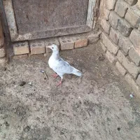 کفتر پرشی|پرنده|سبزوار, رباط|دیوار