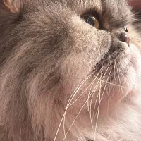 گربه پرشین ماده