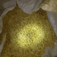 جو سهند بذری ۵۰۰ کیلو .