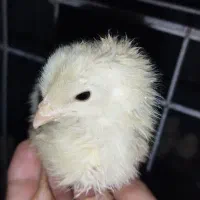 جوجه مرغ راس