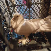 یک جفت کبوتر پرشی