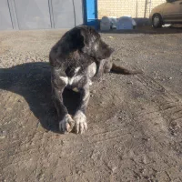 واگذارس سگ ماده