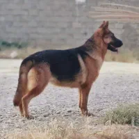 سگ ژرمن ماده