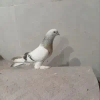 کبوتر  طوقی