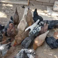 جوجه چهل وپنج روزه