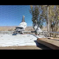 نروماده سار موشی زات عالی تخم جوجه خاطر جمع