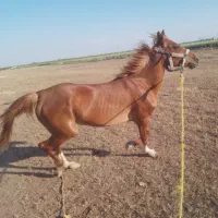 اسب مادیان دو رگه کرد