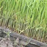 توم علی کاظمی