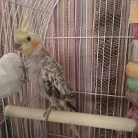 دو تا عروس هلندی یک ماهه.آماده سخنگو و دستی شدن