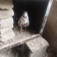 کبوتر|پرنده|بندر ترکمن, |دیوار