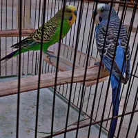 مرغ عشق