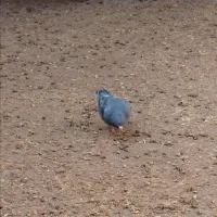 نامبر کاکلی|پرنده|روانسر, |دیوار