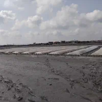 برنج طارم هاشمی عطری درجه یک فریدونگنار|عمدهفروشی|بابکان, |دیوار