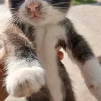 واگذاری ۳ماهه