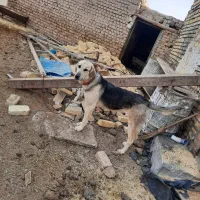 پژدر|سگ|ساروق, |دیوار