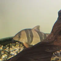 ماهی لوچ دلقک کلکسیونی