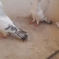 کبوتر رنگی جفتی و تکی|پرنده|مینودشت, |دیوار