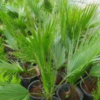 پالم واشنگتن خوشگل وسرحال|گل و گیاه طبیعی|کلاچای, |دیوار