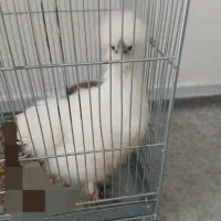 جوجه ابریشمی سفید