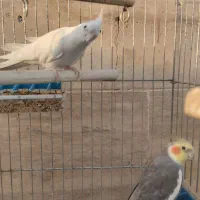 عروس هلندی خونگی، سالم و کاملاً رام|پرنده|باقرشهر, |دیوار