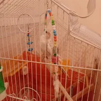 عروس هلندی ماده